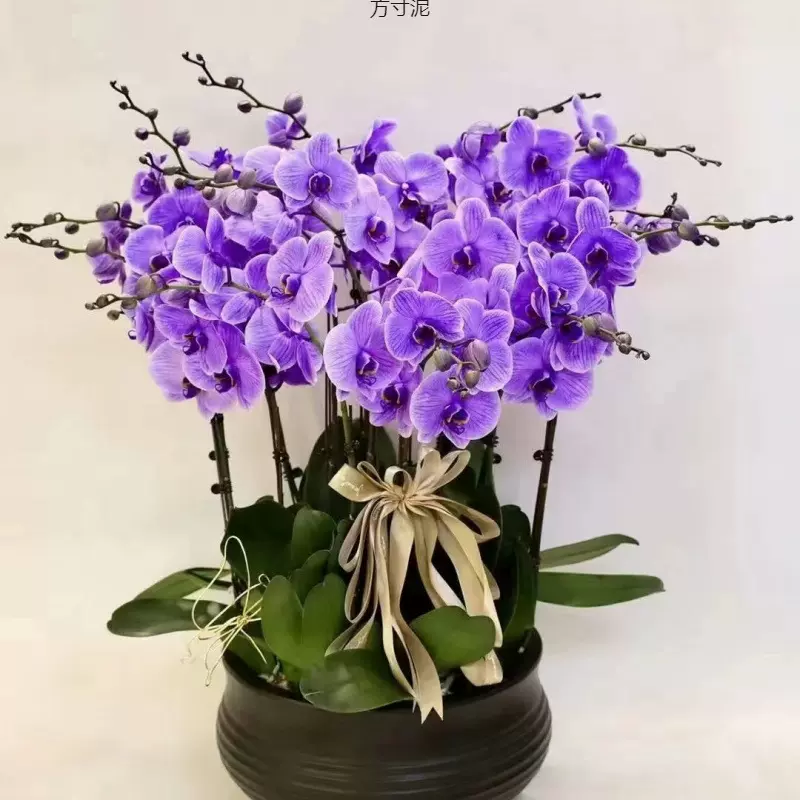 蝴蝶兰花苗带花剑带花苞盆栽兰花大苗客厅室内植物花卉四季好养活