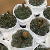 Base direct criticism ｜ Various ways to flowering fairy balls Philippines, jade brocade mixed -colored succulent small potted potted potted plants