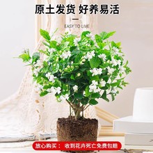 茉莉花苗盆栽带花苞九里香老桩驱蚊水培栀子花绿植物室内四季开花