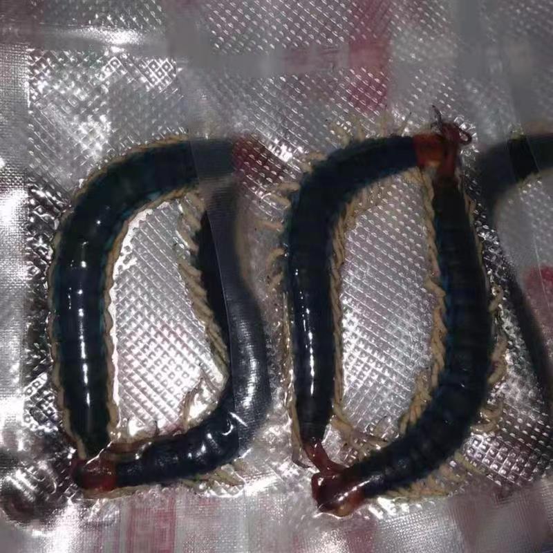 FF235E2679E1E966600C2C5BB946B4