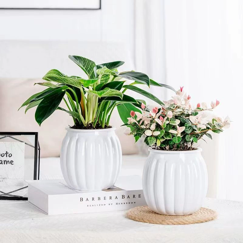 Гостиная настольное украшение Гидропоника простой цветочный горшок горшечный цветок и листовой камень цвет лист золотой камень Микро Ландшафтные растения