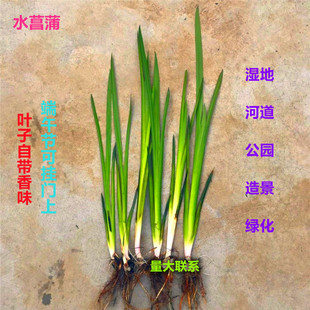 ˮ���������ˮ����ˮ�������~�����ӝ��^�Vˮ������ˮ�|ͦˮֲ��