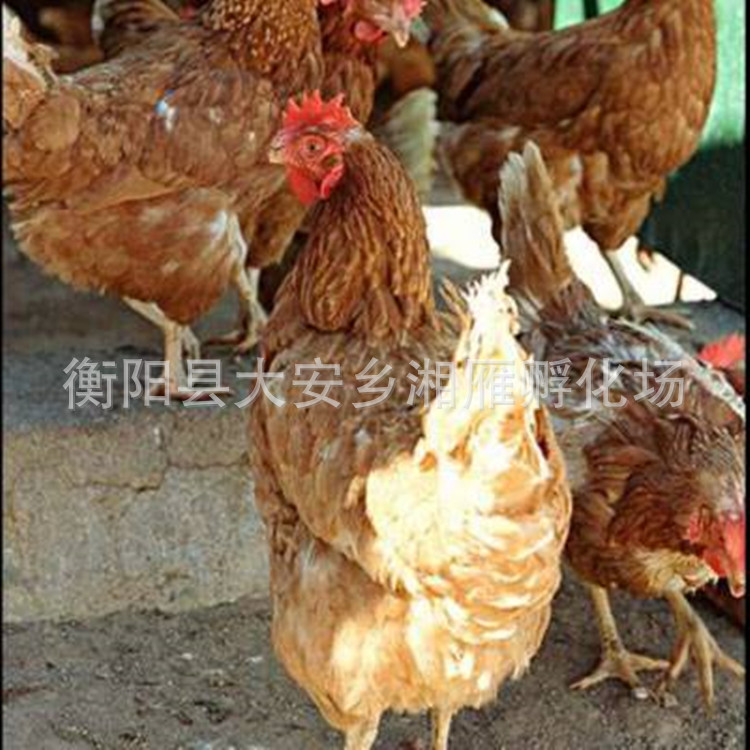 海兰褐蛋鸡4.jpg