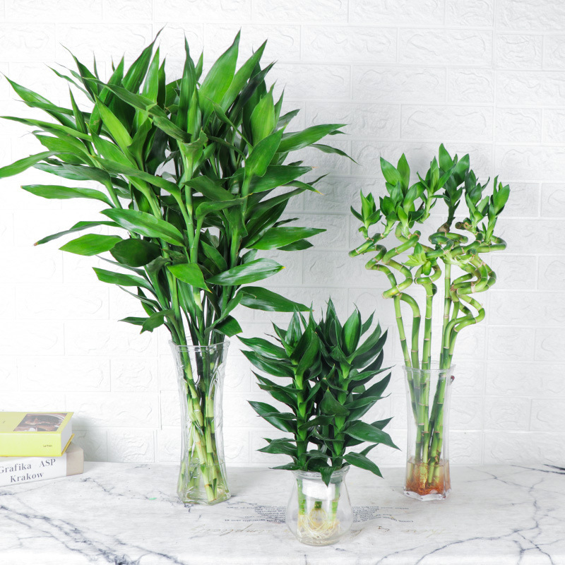 富贵竹水培植物盆栽花卉绿植室内花客厅水养绿萝大叶转运竹节节高