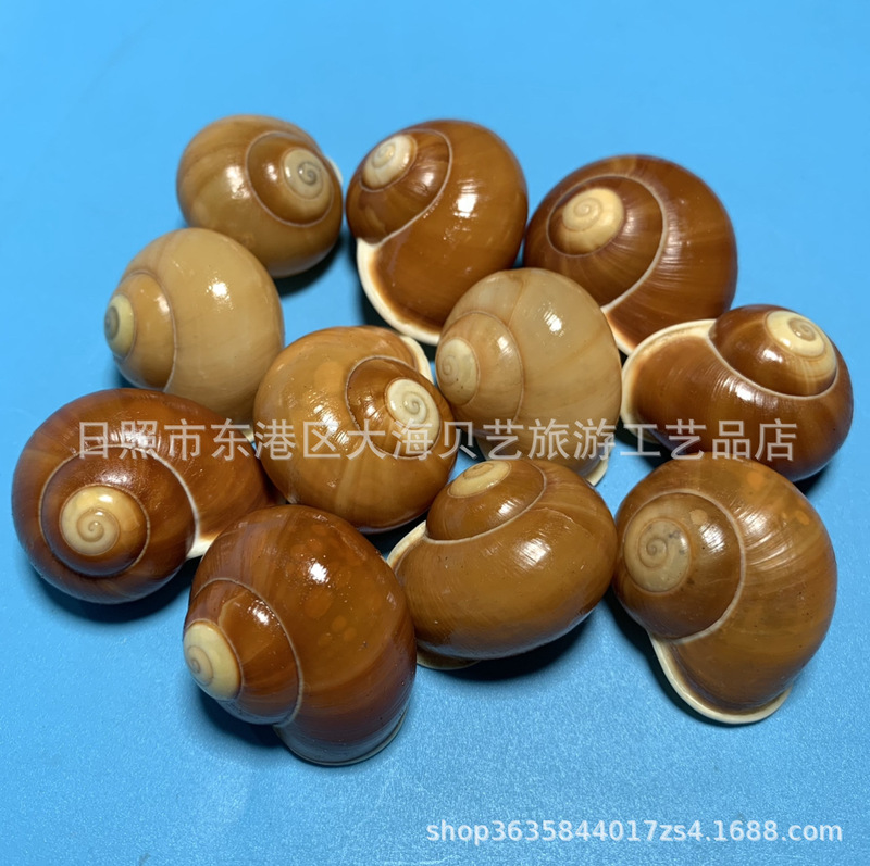 Kailiba snail natural shell conch shell specimen fish tank aquarium landscaping hermit crab shellfish replacement shell
