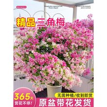 ����÷���������Ԏ����Ϙ��ش����ļt���҃��̨�߶������ļ��_��