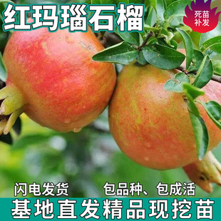 һ�����l�t���ʯ������ϱ���ͥԺ���Ե���ܛ���ش�޽���ʯ����