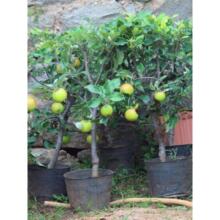 矮化苹果树盆栽地栽带果嫁接南北方种植红富士盆景树苗当年结果苗