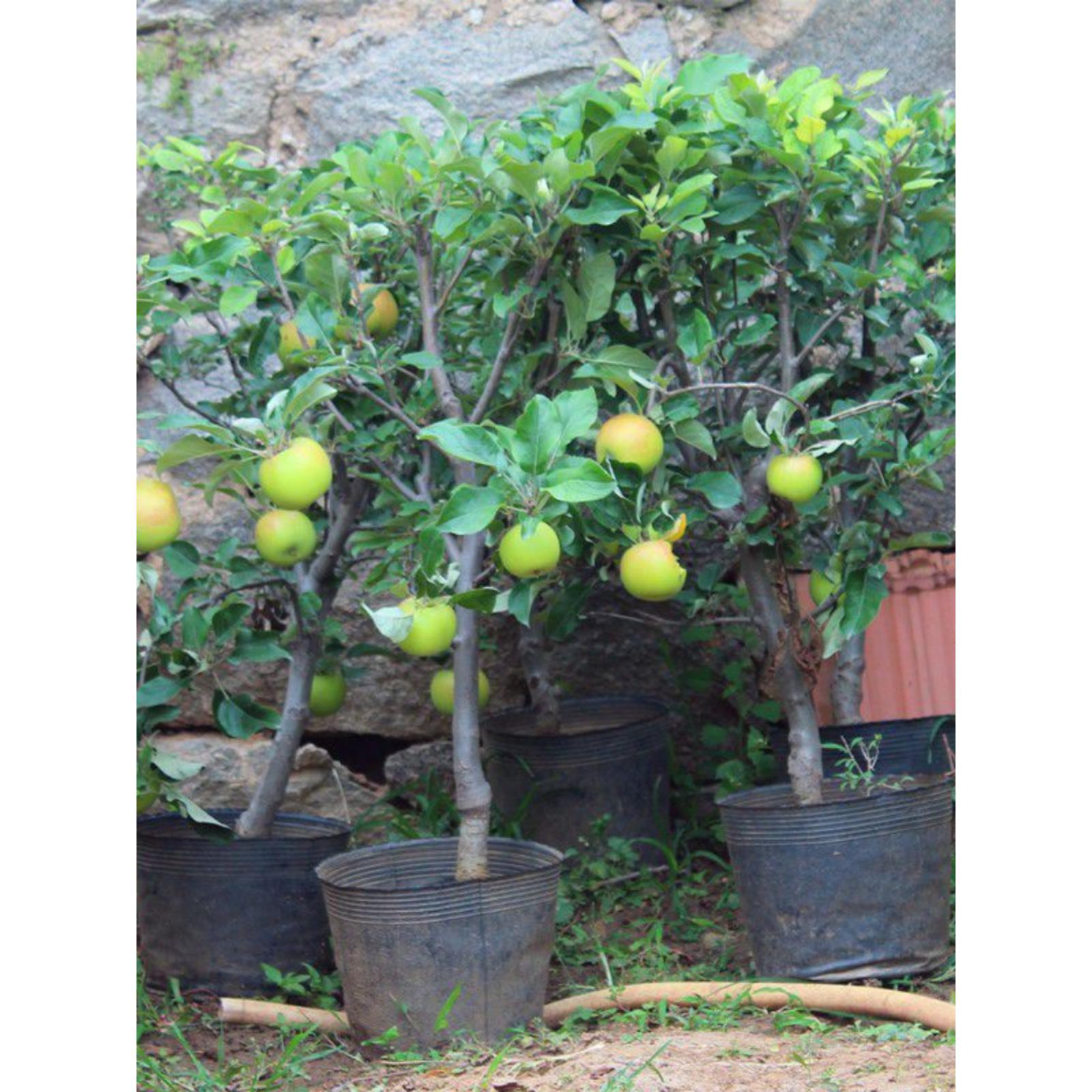 矮化苹果树盆栽地栽带果嫁接南北方种植红富士盆景树苗当年结果苗