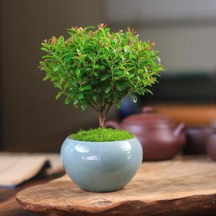 Miniature Potted Plant of Small-Leaf Red Cypress Bonsai Rose for Indoor Office Desk Decoration