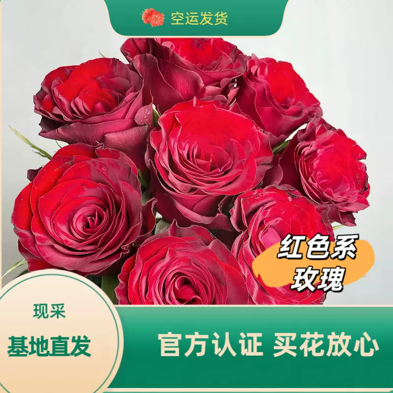 红玫瑰云南昆明基地批发情人节鲜花送礼物婚礼家用花材订婚手捧花