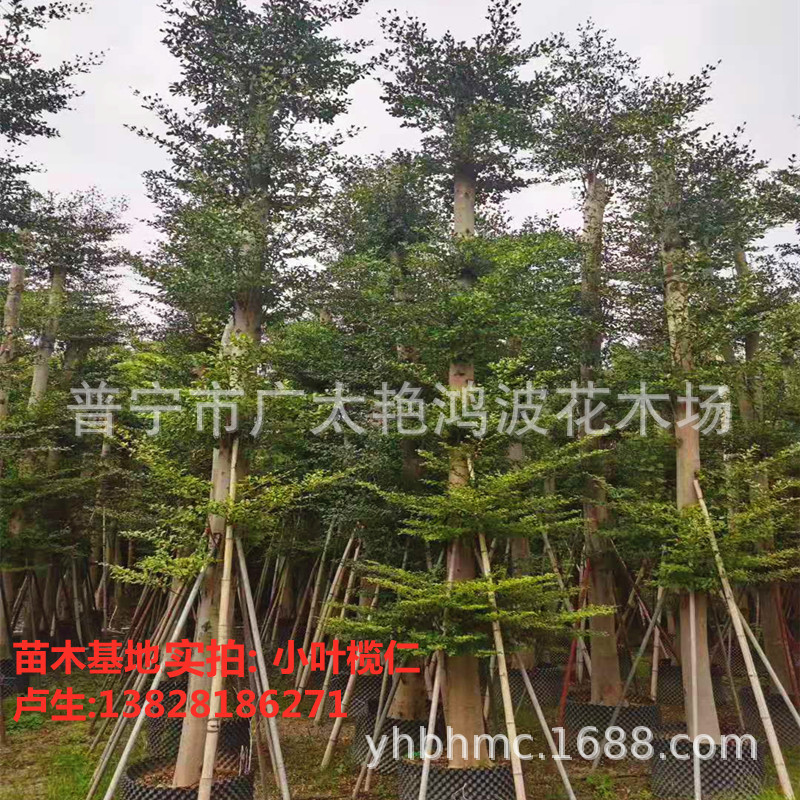 小叶榄仁容器苗细叶榄仁行道树园林景观工程苗木雨伞树5-25绿化树-阿里巴巴