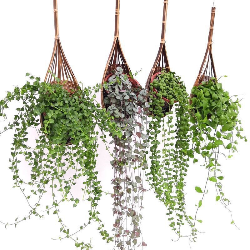 Green Plants Indoor Million Lovers Balcony Tear Heart Love Vine Hanging Wall Hanging Hanging Orchid Beads Succulent Flowers