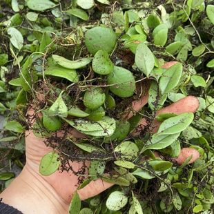 �V����ʯɏ�~�M��ʯ���� ���Ӳ����r��ժ�a��ֱ�l���]��؛��؛