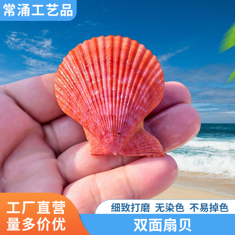 Natural Colored Shells, Whole Purple Scallops, Creative and Exquisite Gifts for Girls' Birthdays and Children, Suitable for Tabletop Photography