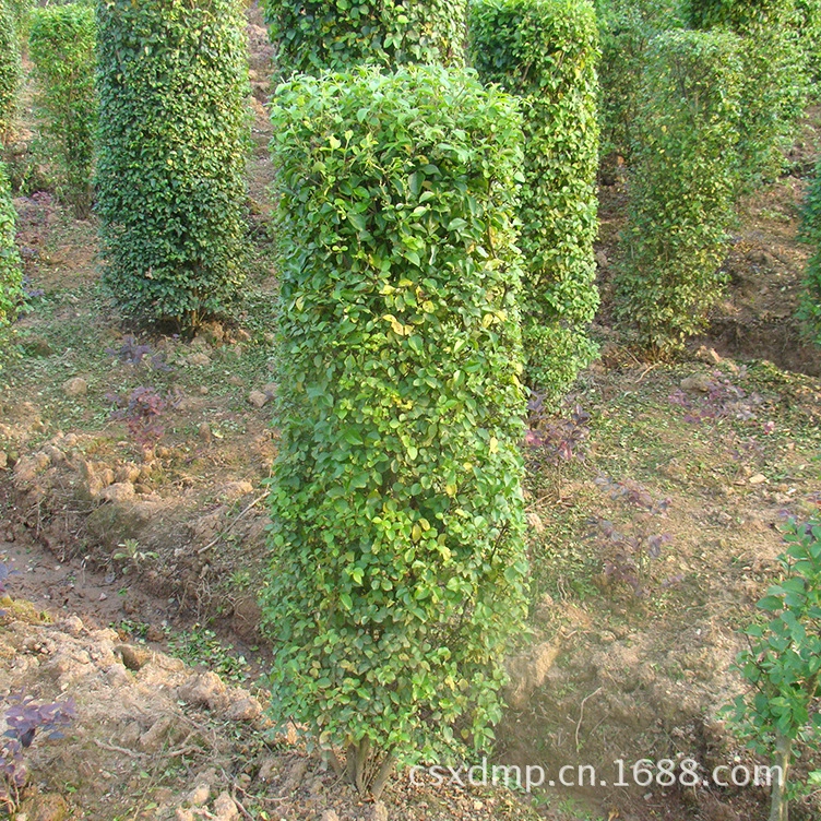 Проект ландшафтного дизайна: колонна из мелколистного лигустра, волосатая сирень Хунань, шарик водного воска с отличными сортами и полными характеристиками.