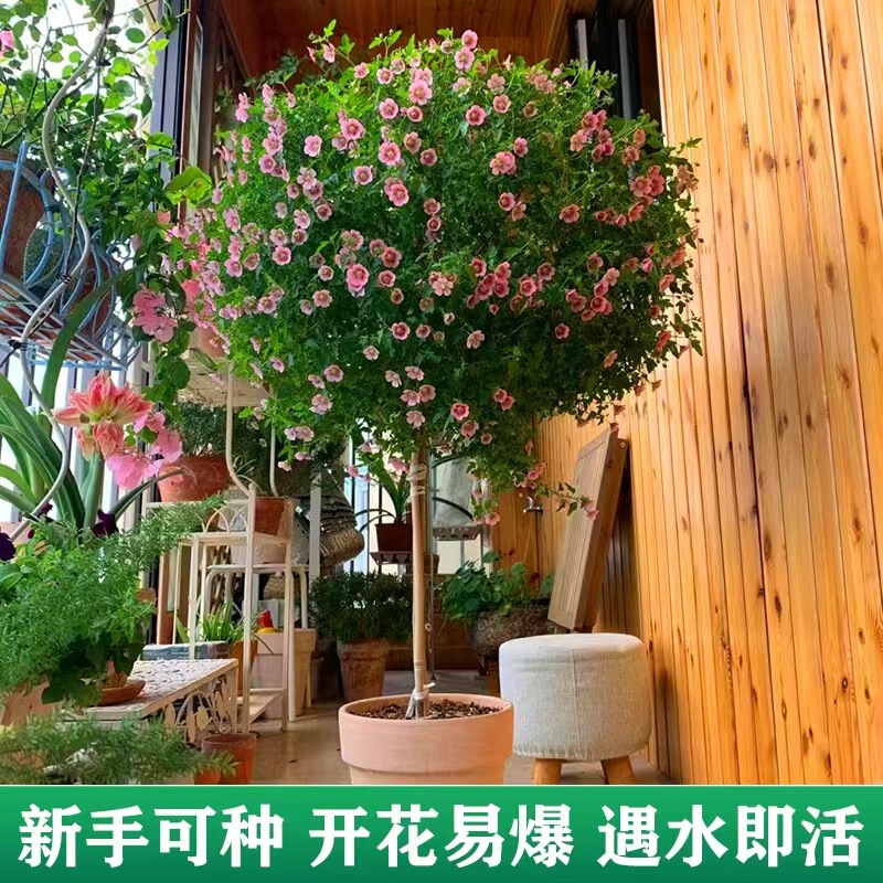 Small Hibiscus Lollipop Potted Plant That Blooms in All Seasons, Indoor Balcony Courtyard, Easy to Grow and Bloom Continuously, Easy to Live Flowers