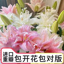 进口香水百合种球带芽冻不死四季开花室内外阳台多头百合耐寒好养