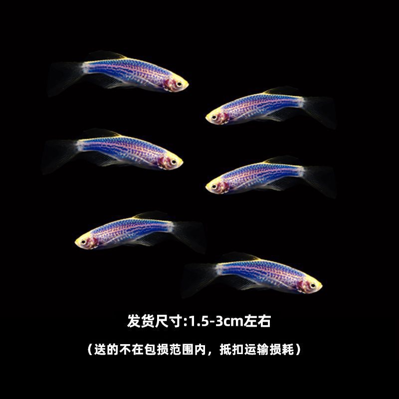 グッピー、フェニックステール、淡水、繁殖しやすく、育てやすい、純種のランプ科の小型熱帯魚観賞魚の稚魚|undefined