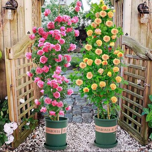 Rose Seedlings, Vine Roses, Extra Large Flower Seedlings, Climbing Vines, Roses, Multi-Season Blooming, Courtyard Ornamental Plants, Flower Walls