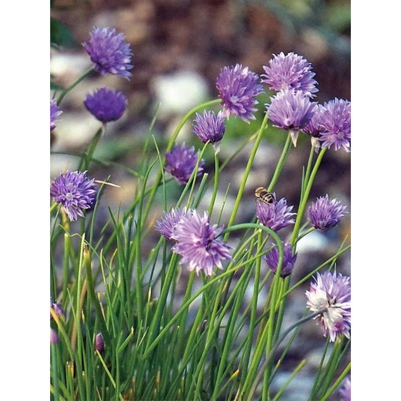 虾夷葱种子四季播种开花观赏小花葱西洋细香葱籽孑可食用阳台盆栽