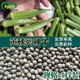 散装秋葵种子 农田菜地可盆栽嫩脆清香绿秋葵蔬菜籽