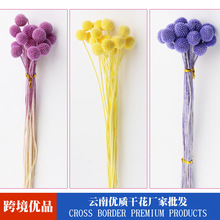 漂色永生黄金球干花真花黄金果永生花家居装饰摄影道具花束配材