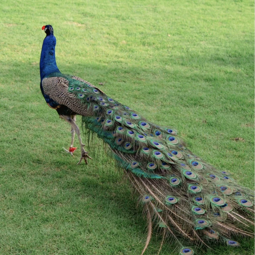 Живые голубые цыплята павлина в продаже, цыплята, выращенные в тепле, в наличии, взрослый пятилетний выставочный особо крупный петиционер, высококачественный для наблюдения.