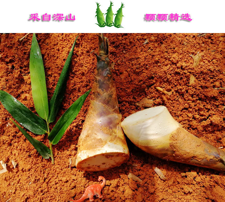 大号绿笋的种类图片,绿竹笋图片大全,竹笋的种类(第8页)_大山谷图库
