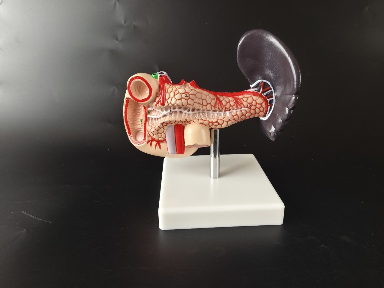 人体内脏胰十二指肠和脾模型人体消化系统腹腔干肝门静脉模型可拆-阿里巴巴