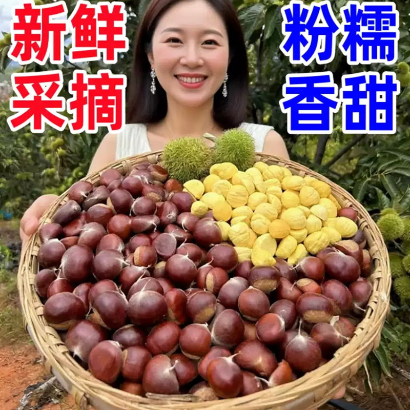 板栗生新鲜栗子10斤毛栗子丹东野迁油锥栗生小嫩大西板栗罗田批发