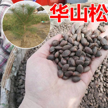 华山松种子包邮白松五须松果松青松五叶松食用松树籽绿化松树种子
