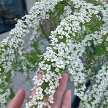 �҃����ͺ��͟���Bˮ��ѩ����������ͥԺ�̨�Gֲѩ�������l؛