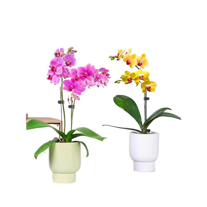 orquídea mariposa con brotes de flores planta en maceta sala de estar orquídea planta de interior flores en todas las estaciones buena para alimentar dendrobium orquídea planta verde image 5