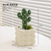 Cactus bubble square pot