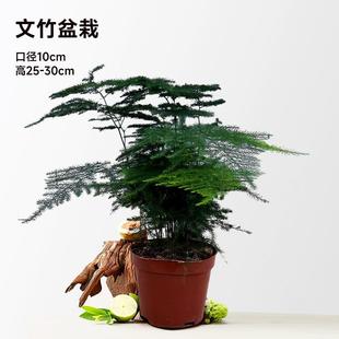 Asparagus Potted Plants Indoor Office Green Plants Florals Easy to Grow Bonsai All Year Round Hydroponic Dwarf Asparagus Seedlings Balcony