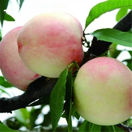 园林果树;灌木;乔木