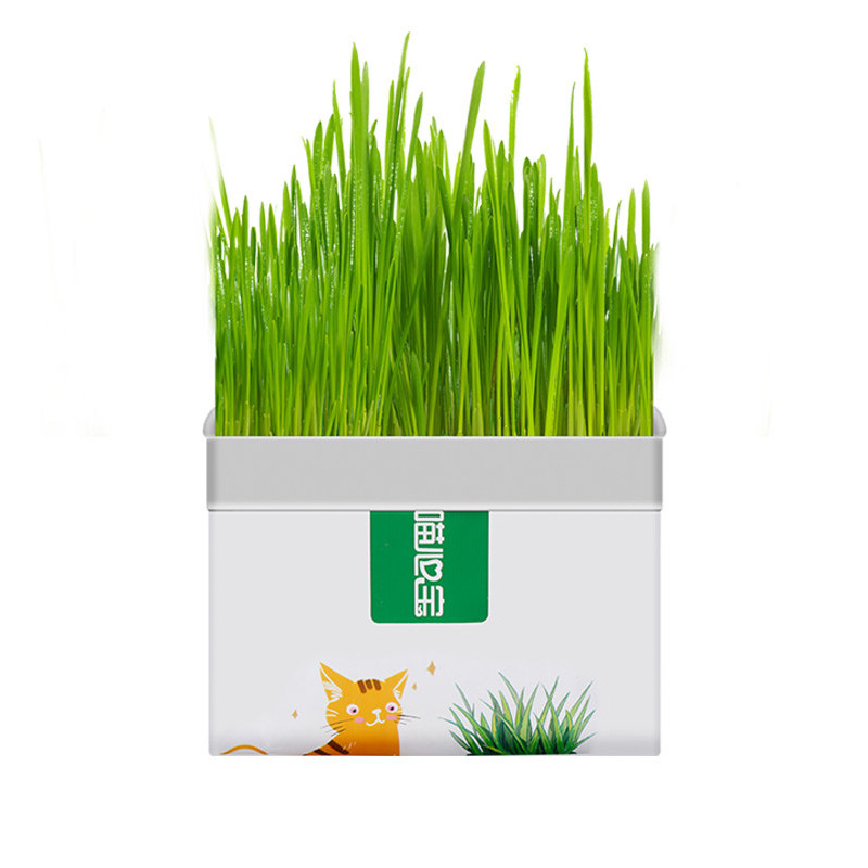 Hierba para gatos nueva bolsa de cebada en maceta perezosa gatito hidropónico sin suelo herbívoro bola de pelo hierba snacks para gatos