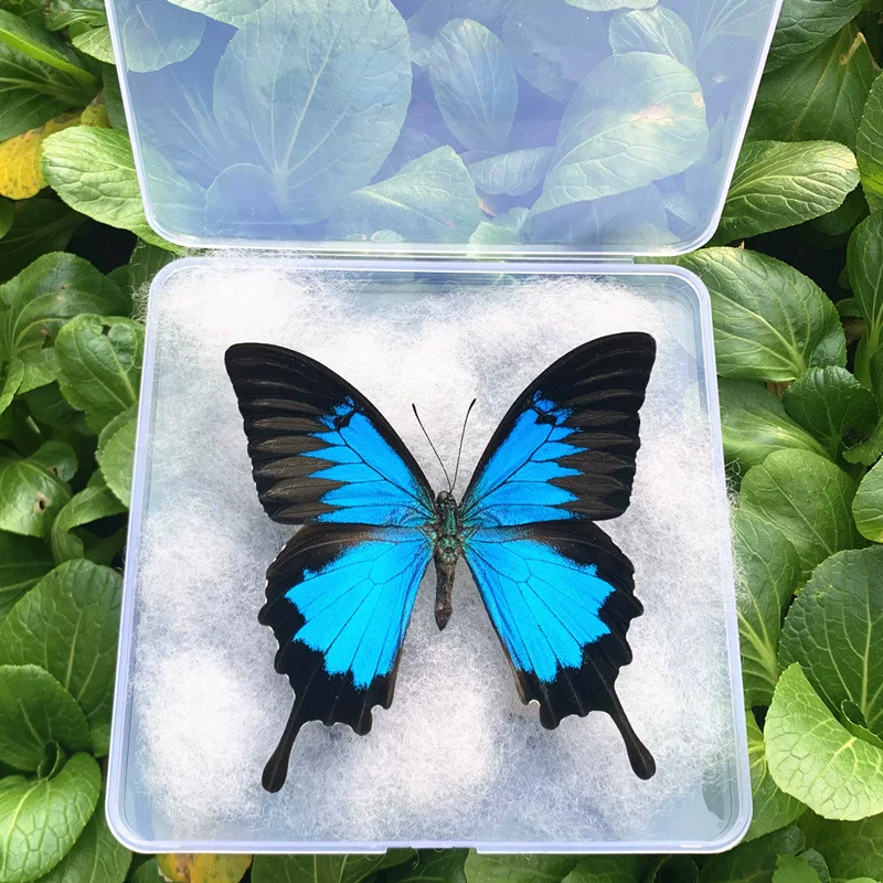 Праздничная подставка для бабочки Heaven Phoenix Butterfly Butterfly, образец настоящей бабочки с распростёртыми крыльями лунная сова пёстрый мотылёк, подарок на день рождения
