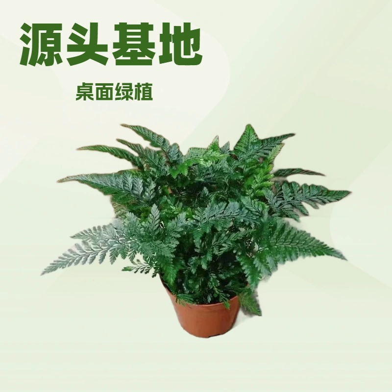 Оптовая продажа светотеневых зеленых растений, включая садовые цветы формата A90 и миниатюрные комнатные растения в горшках, напрямую от поставщика.