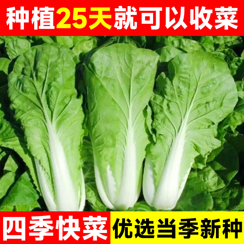 快菜种子奶油小白菜籽四季播20天快菜春夏秋冬季种青蔬菜种孑阳台