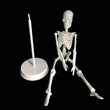 小骨骼模型20 45大小骨架人体可拆卸用于医学示演模型全身骨