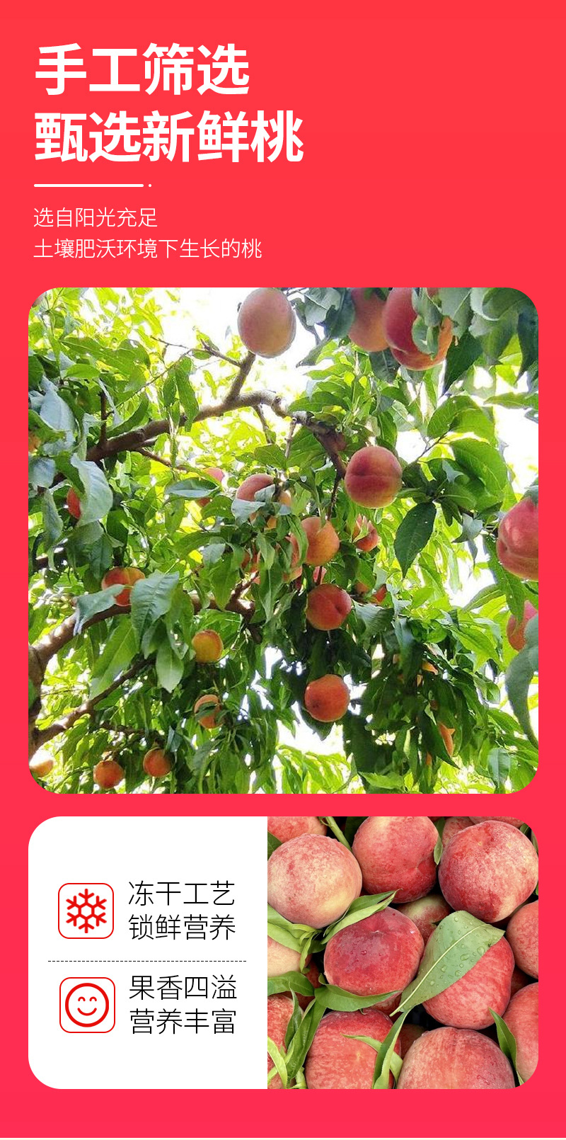 Freeze-Dried Peach (Prunus persica) — FD Honey Peach Fruit Snack, 65g Jar quality and texture