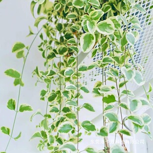 ���~���L�������� �����ٴ����ر� �̨ͥԺ����ͺ������՚�ֲ��