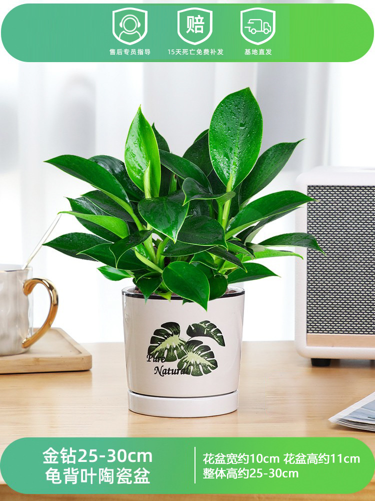 골든다이아몬드 25-30CM [거북잎도자기] + 영양액