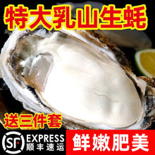 【顺丰包邮】乳山生蚝新鲜乳山牡蛎鲜活带壳海蛎子摆摊商用批发