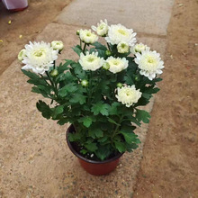 140���m�������S�հ׾Վ��������Ի���ֱ�N���l�S�C���b