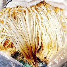 新鲜现采摘四季有货黄色金针菇黄顶菇四川重庆同款正宗金色金针菇