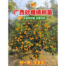 �V��ɳ�ǽ��Ә������ɰ���٘����������Ә䎧���ϱ����Nֲ������