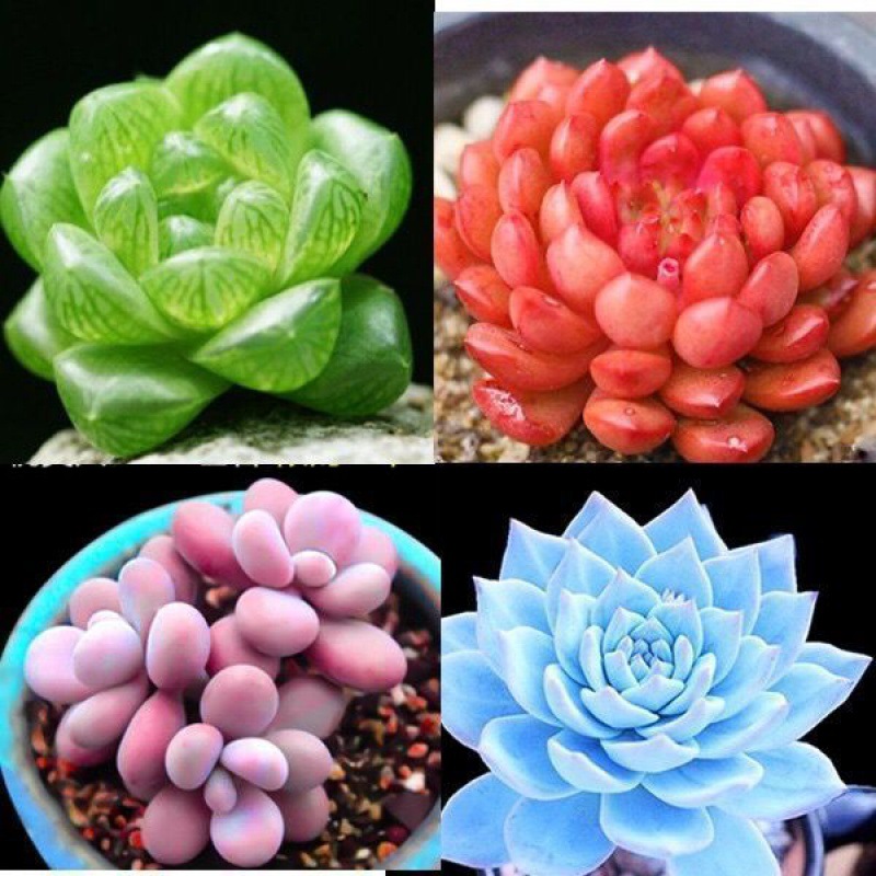 批发精选多肉植物花卉室内盆栽玉露红宝石桃蛋生石花好养易活大棚